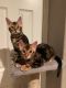 Bengal Cats for sale in Polacca, AZ 86042, USA. price: NA