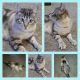 Bengal Cats for sale in Bedford, PA 15522, USA. price: NA