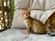 Bengal Cats for sale in Concord, NH, USA. price: $650