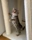 Bengal Cats for sale in 142 N Hamilton Dr, Beverly Hills, CA 90211, USA. price: $4,000