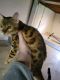 Bengal Cats for sale in Campbell, OH, USA. price: $1,000