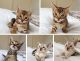 Bengal Cats for sale in Portland, OR 97229, USA. price: $690