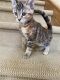 Bengal Cats for sale in Castle Rock, CO, USA. price: NA