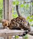Bengal Cats for sale in Bulverde, TX, USA. price: NA