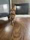 Bengal Cats for sale in Macomb, MI 48044, USA. price: NA