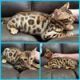 Bengal Cats for sale in Denver, CO 80202, USA. price: NA
