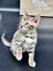 Bengal Cats for sale in Quincy, MA, USA. price: NA
