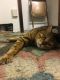 Bengal Cats for sale in Milwaukee, WI, USA. price: $2,000