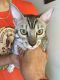 Bengal Cats for sale in Staten Island, NY, USA. price: NA