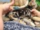Bengal Cats for sale in Needmore, PA 17238, USA. price: NA