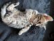 Bengal Cats for sale in Henryetta, OK 74437, USA. price: NA