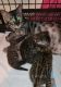 Bengal Cats for sale in Petersburg, IN 47567, USA. price: $100