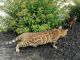 Bengal Cats for sale in Lancaster, PA, USA. price: NA