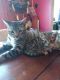 Bengal Cats for sale in St Paul, MN 55107, USA. price: $800