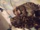 Bengal Cats for sale in St Paul, MN 55107, USA. price: $800
