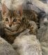 Bengal Cats for sale in Henderson, NC, USA. price: NA