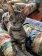 Bengal Cats for sale in Dayton, OH, USA. price: NA
