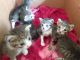 Bengal Cats for sale in Cantonment, FL 32533, USA. price: $15