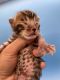 Bengal Cats for sale in Milwaukee, WI, USA. price: $1,900