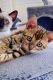 Bengal Cats for sale in Port Deposit, MD 21904, USA. price: NA
