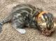Bengal Cats for sale in Newport Beach, CA, USA. price: $2,800