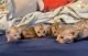 Bengal Cats for sale in Littleton, CO, USA. price: NA