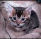 Bengal Cats for sale in West Hills, Los Angeles, CA, USA. price: NA