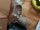 Bengal Cats for sale in Hedgesville, WV, USA. price: $900
