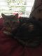 Bengal Cats for sale in Renton, WA, USA. price: $50