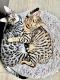 Bengal Cats for sale in Willow Spring, NC 27592, USA. price: NA