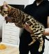 Bengal Cats for sale in Medford, NJ, USA. price: $1,200