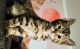 Bengal Cats for sale in Bremerton, WA, USA. price: $500