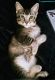 Bengal Cats for sale in Bremerton, WA, USA. price: $200