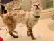 Bengal Cats for sale in Sacramento, CA, USA. price: $1,300
