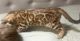 Bengal Cats for sale in San Diego, CA, USA. price: $1,500