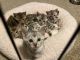 Bengal Cats for sale in Littleton, CO, USA. price: NA