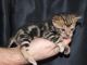 Bengal Cats for sale in Florida City, FL, USA. price: $200