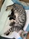 Bengal Cats for sale in Loudon, TN 37774, USA. price: $1,300