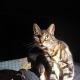 Bengal Cats for sale in Hixson, Chattanooga, TN, USA. price: NA