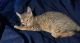Bengal Cats for sale in HUNTINGTN STA, NY 11746, USA. price: $6,000