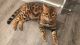 Bengal Cats for sale in Orem, UT 84059, USA. price: $500