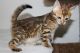 Bengal Cats for sale in Minneapolis, MN, USA. price: $2,200