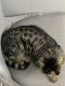 Bengal Cats for sale in Belle Plaine, MN, USA. price: $300