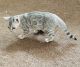 Bengal Cats for sale in Cincinnati, OH, USA. price: NA