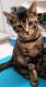 Bengal Cats for sale in Bremerton, WA, USA. price: $200