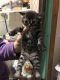 Bengal Cats for sale in Red Hook, NY 12571, USA. price: NA