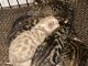 Bengal Cats for sale in Indianapolis, IN, USA. price: $900