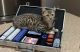 Bengal Cats for sale in Rapid City, SD, USA. price: $400