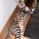 Bengal Cats for sale in Longview, WA, USA. price: NA