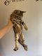 Bengal Cats for sale in Tacoma, WA, USA. price: $600